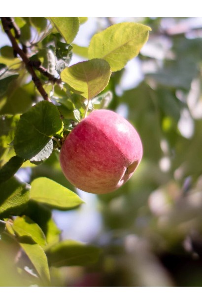Яблуня домашня Мельба плоди